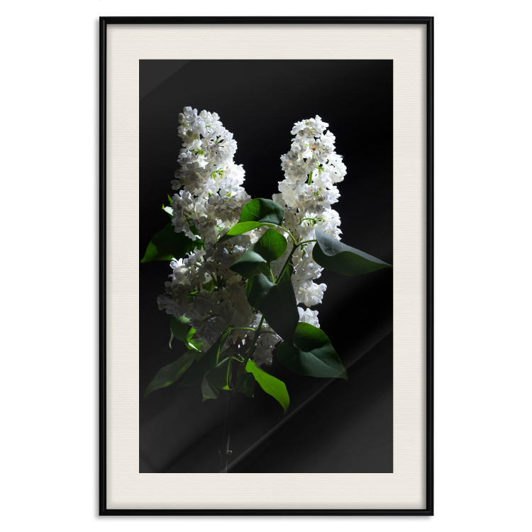 Poster Lilacs at Night - composition of spring white flowers amidst deep black 121912 additionalImage 18