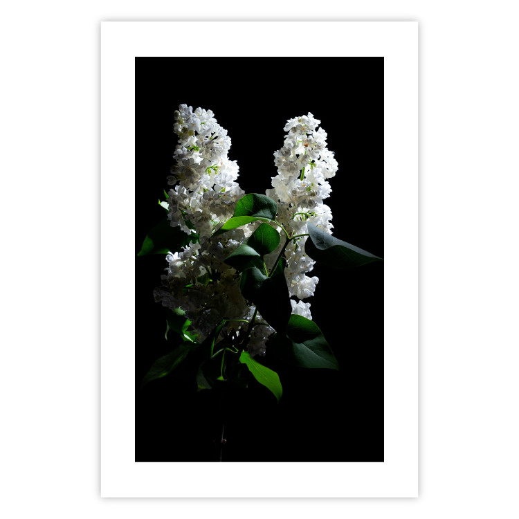 Poster Lilacs at Night - composition of spring white flowers amidst deep black 121912 additionalImage 25