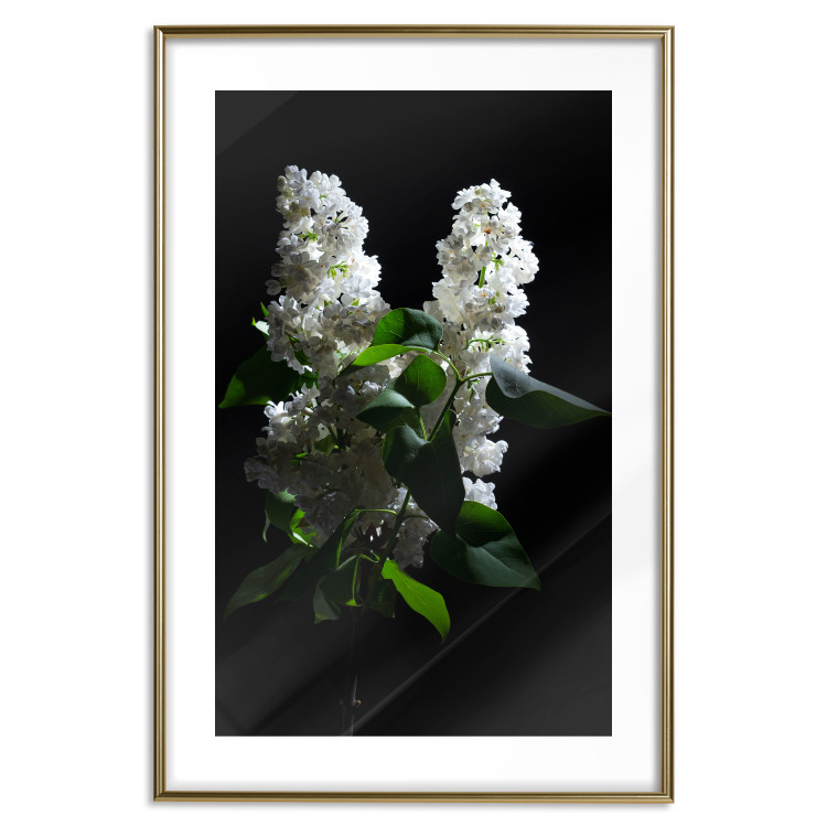 Poster Lilacs at Night - composition of spring white flowers amidst deep black 121912 additionalImage 16