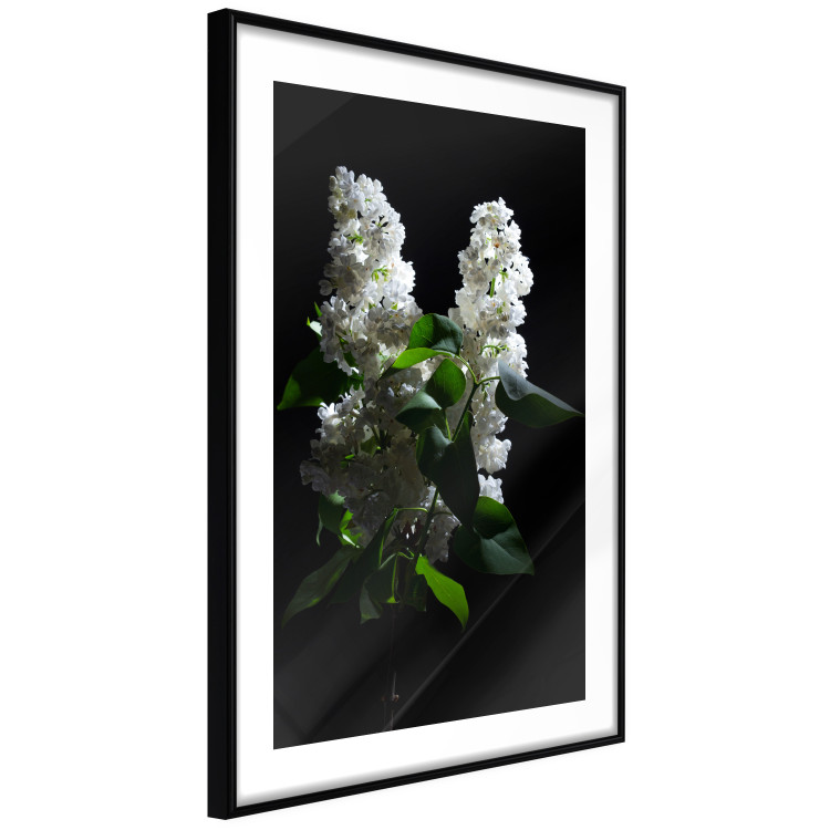 Poster Lilacs at Night - composition of spring white flowers amidst deep black 121912 additionalImage 10