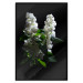 Poster Lilacs at Night - composition of spring white flowers amidst deep black 121912 additionalThumb 24