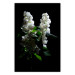 Poster Lilacs at Night - composition of spring white flowers amidst deep black 121912
