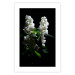Poster Lilacs at Night - composition of spring white flowers amidst deep black 121912 additionalThumb 25