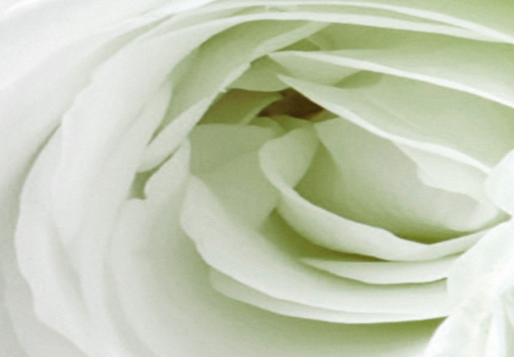 Canvas Print White rose buds - a composition with flowers and green accents 123212 additionalImage 4