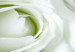 Canvas Print White rose buds - a composition with flowers and green accents 123212 additionalThumb 5