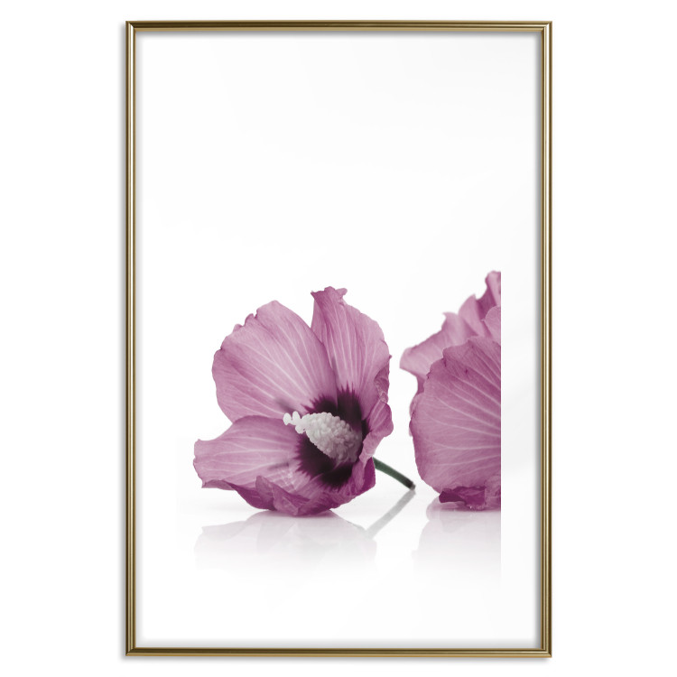 Poster Close Together - plant with pink hibiscus flower on white background 123512 additionalImage 16