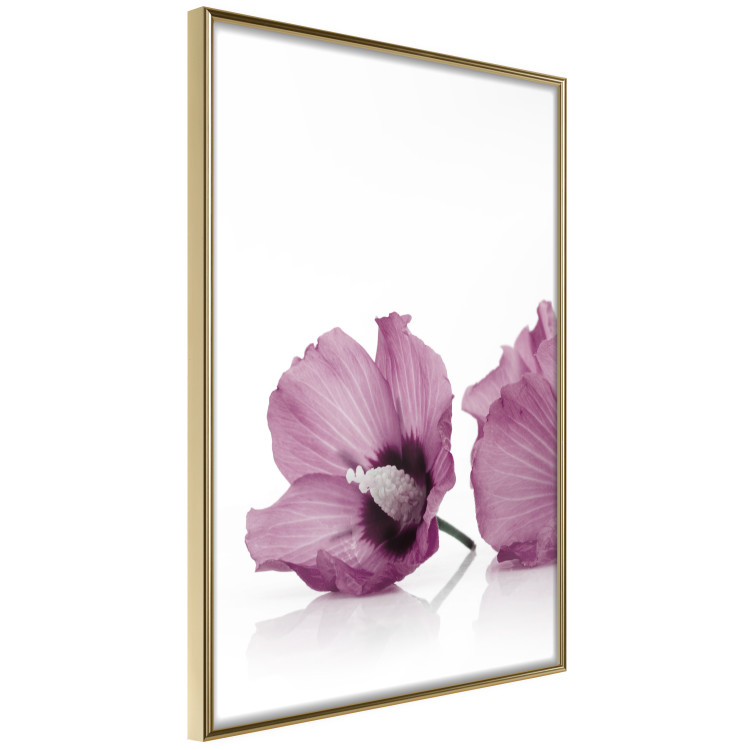 Poster Close Together - plant with pink hibiscus flower on white background 123512 additionalImage 14