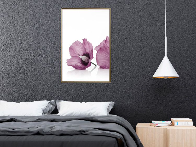 Poster Close Together - plant with pink hibiscus flower on white background 123512 additionalImage 7