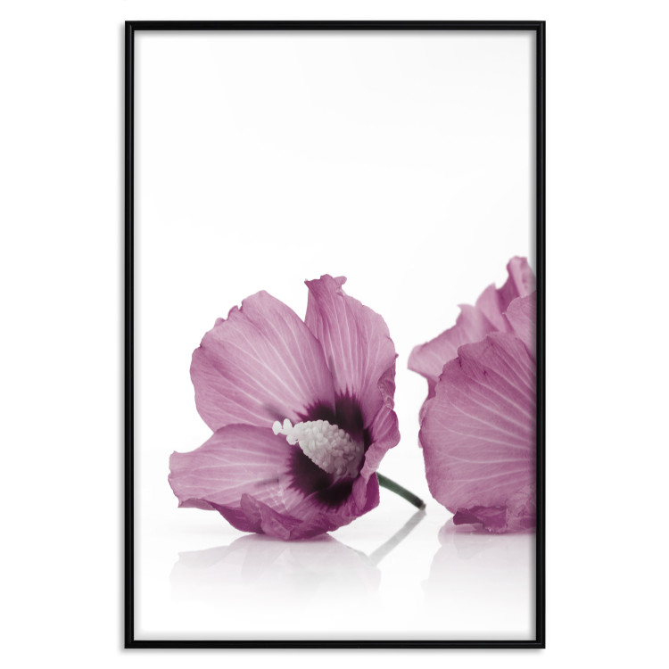 Poster Close Together - plant with pink hibiscus flower on white background 123512 additionalImage 24