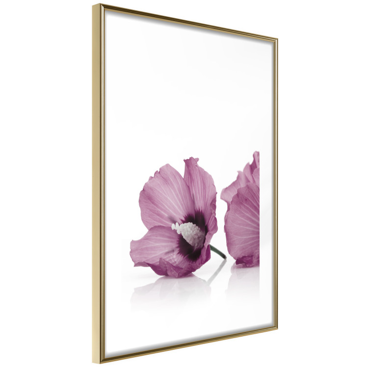 Poster Close Together - plant with pink hibiscus flower on white background 123512 additionalImage 8