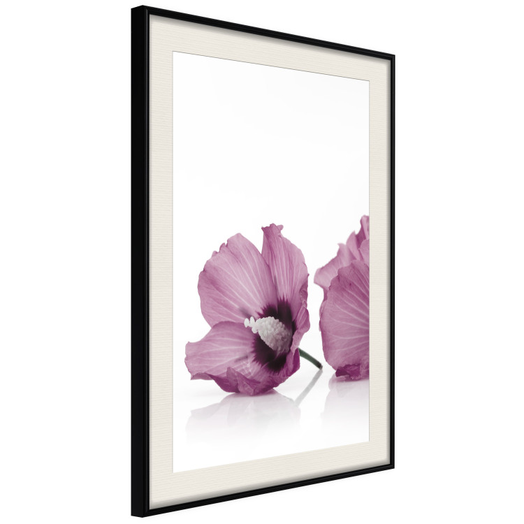Poster Close Together - plant with pink hibiscus flower on white background 123512 additionalImage 3