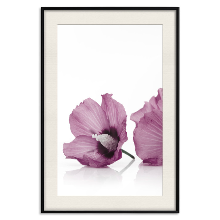 Poster Close Together - plant with pink hibiscus flower on white background 123512 additionalImage 18