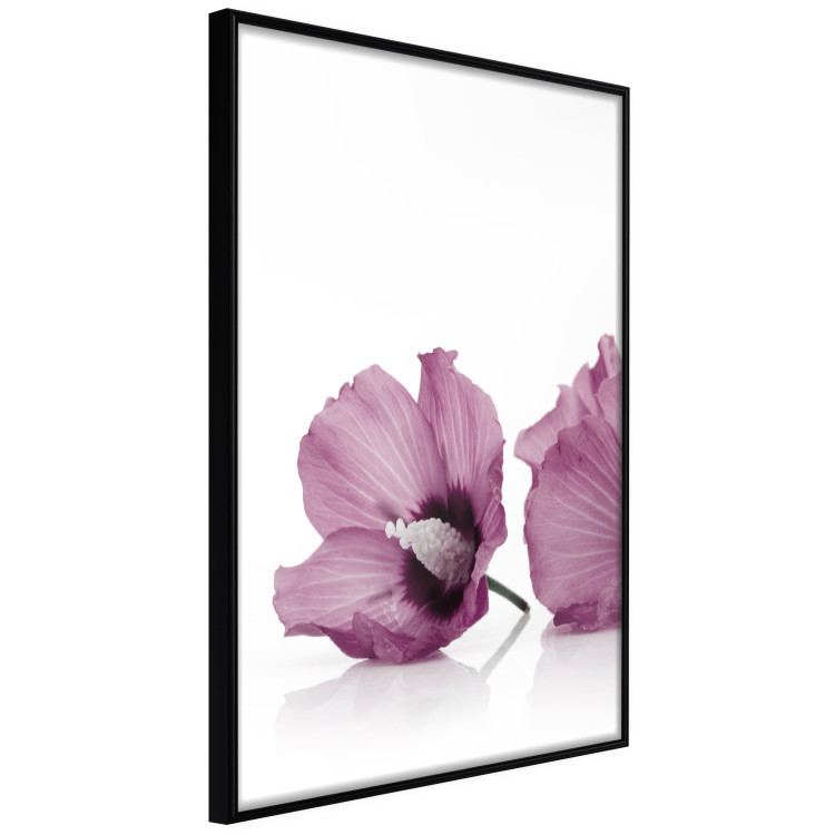 Poster Close Together - plant with pink hibiscus flower on white background 123512 additionalImage 12