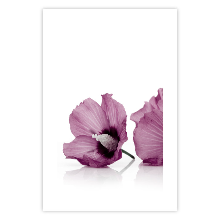Poster Close Together - plant with pink hibiscus flower on white background 123512 additionalImage 25