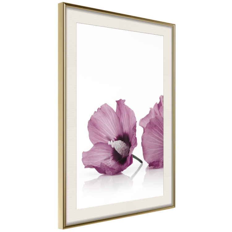 Poster Close Together - plant with pink hibiscus flower on white background 123512 additionalImage 2