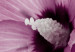 Poster Close Together - plant with pink hibiscus flower on white background 123512 additionalThumb 11