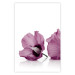 Poster Close Together - plant with pink hibiscus flower on white background 123512