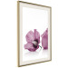 Poster Close Together - plant with pink hibiscus flower on white background 123512 additionalThumb 2