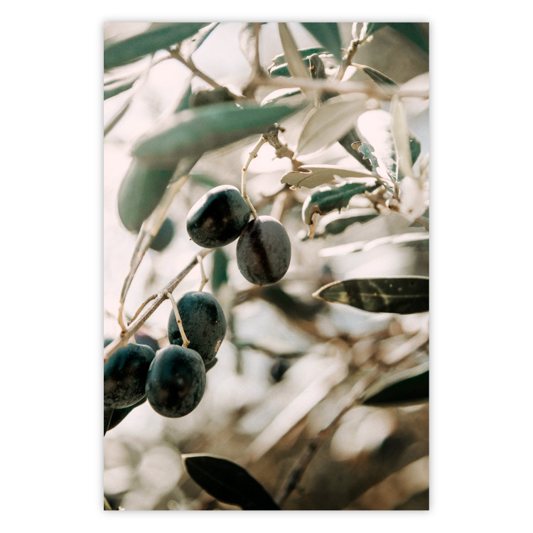 Wall Poster Olive Orchard - trees with leaves and black fruits on light background 129712