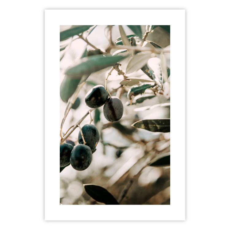 Wall Poster Olive Orchard - trees with leaves and black fruits on light background 129712 additionalImage 25
