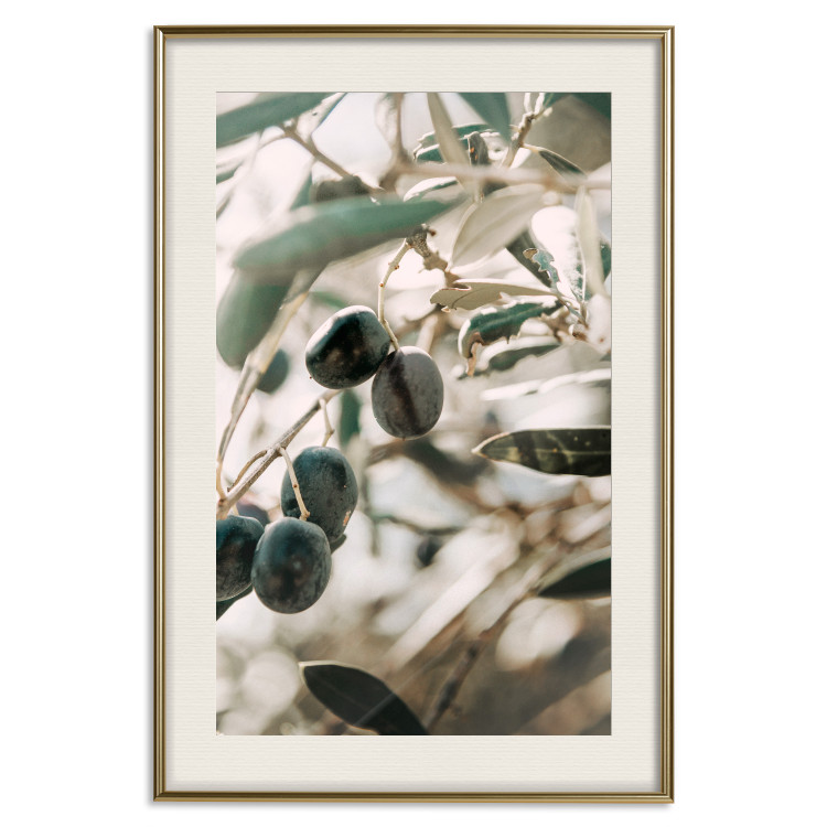 Wall Poster Olive Orchard - trees with leaves and black fruits on light background 129712 additionalImage 20