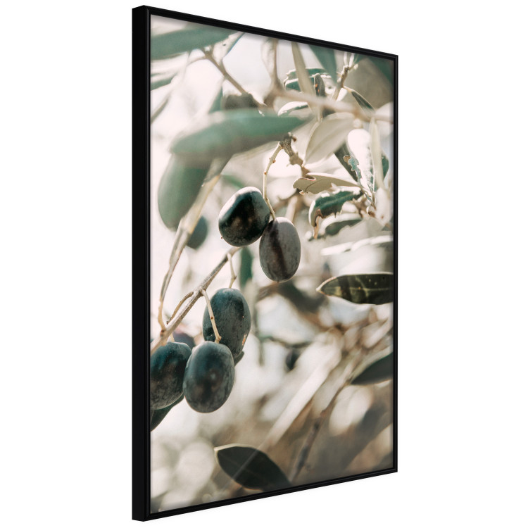 Wall Poster Olive Orchard - trees with leaves and black fruits on light background 129712 additionalImage 13
