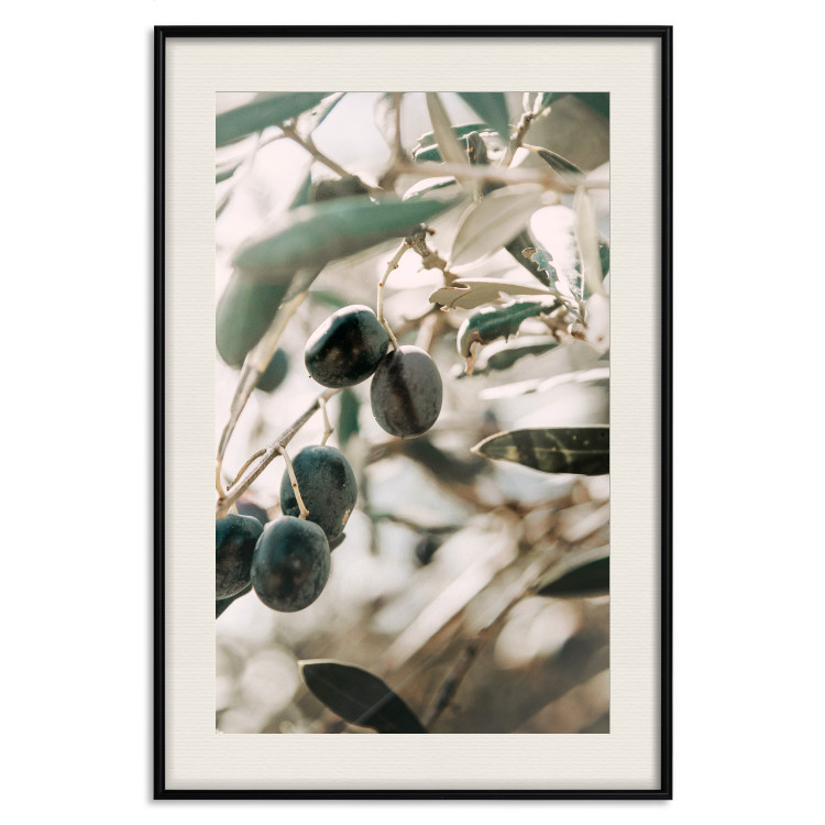 Wall Poster Olive Orchard - trees with leaves and black fruits on light background 129712 additionalImage 19