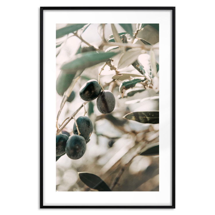 Wall Poster Olive Orchard - trees with leaves and black fruits on light background 129712 additionalImage 17