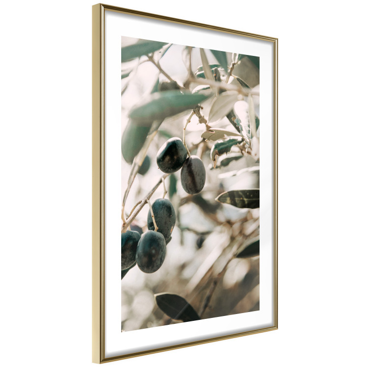 Wall Poster Olive Orchard - trees with leaves and black fruits on light background 129712 additionalImage 9