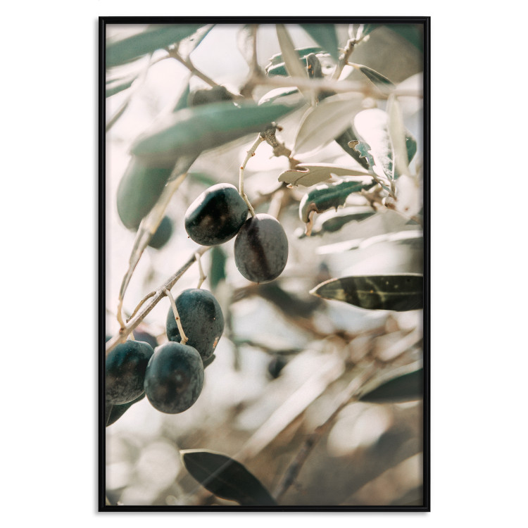 Wall Poster Olive Orchard - trees with leaves and black fruits on light background 129712 additionalImage 18