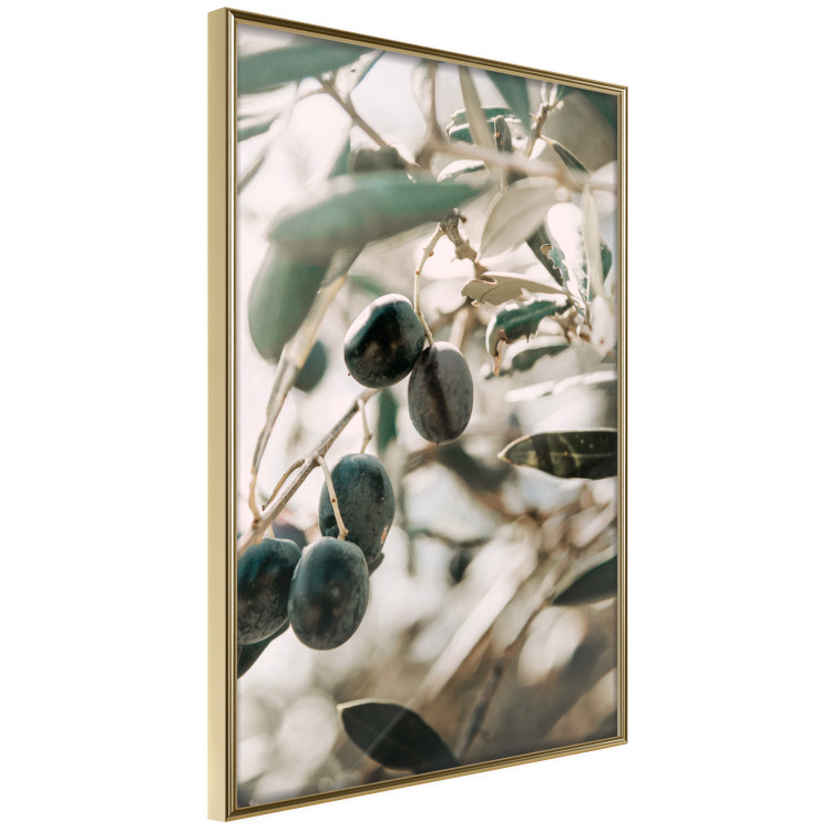 Wall Poster Olive Orchard - trees with leaves and black fruits on light background 129712 additionalImage 12