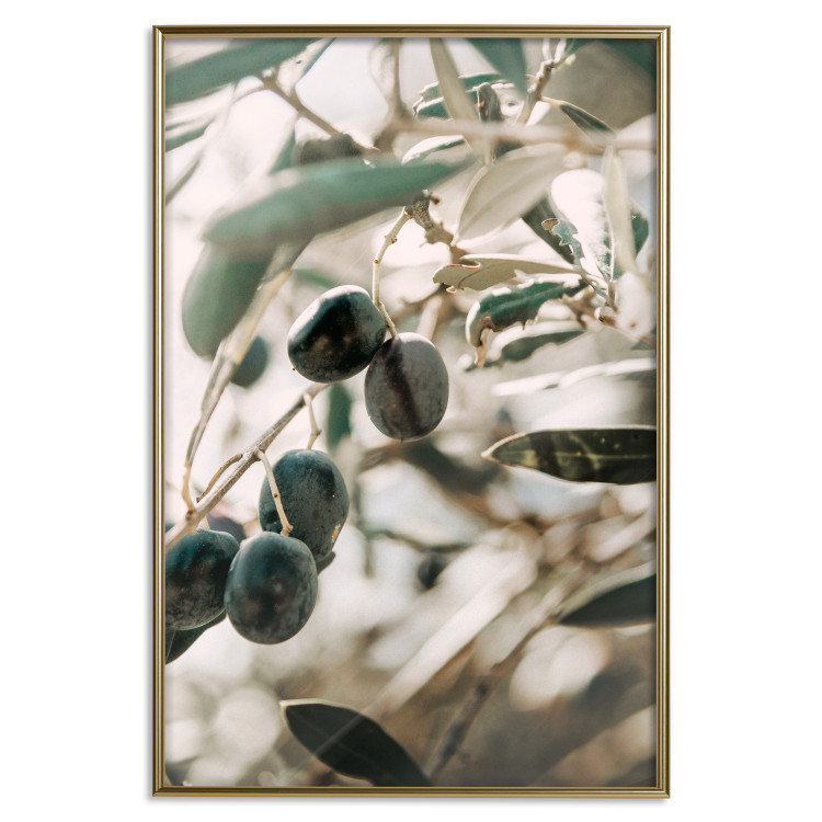 Wall Poster Olive Orchard - trees with leaves and black fruits on light background 129712 additionalImage 21