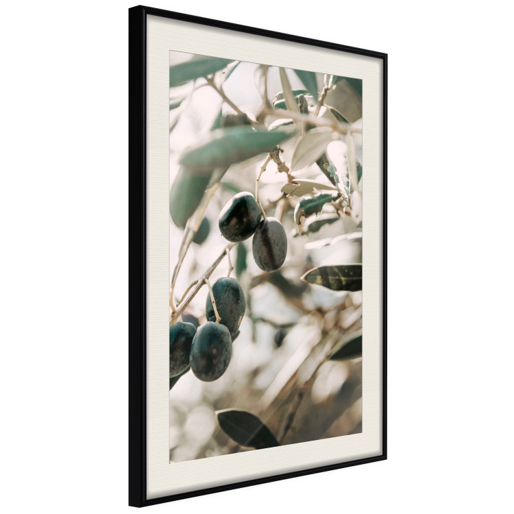 Wall Poster Olive Orchard - trees with leaves and black fruits on light background 129712 additionalImage 2