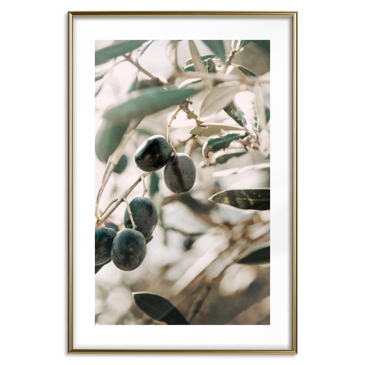 Wall Poster Olive Orchard - trees with leaves and black fruits on light background 129712 additionalImage 16