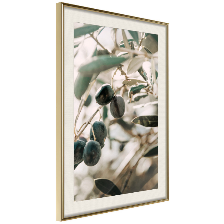 Wall Poster Olive Orchard - trees with leaves and black fruits on light background 129712 additionalImage 3