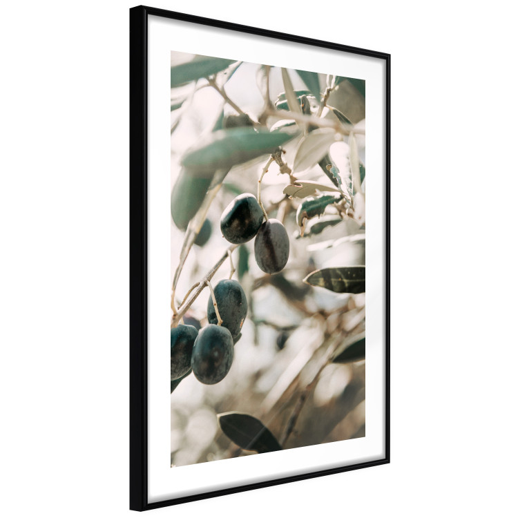 Wall Poster Olive Orchard - trees with leaves and black fruits on light background 129712 additionalImage 8