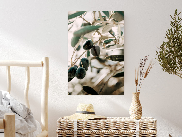 Wall Poster Olive Orchard - trees with leaves and black fruits on light background 129712 additionalImage 2