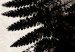 Poster Fern Trace - dark plant composition on a beige textured background 134512 additionalThumb 11