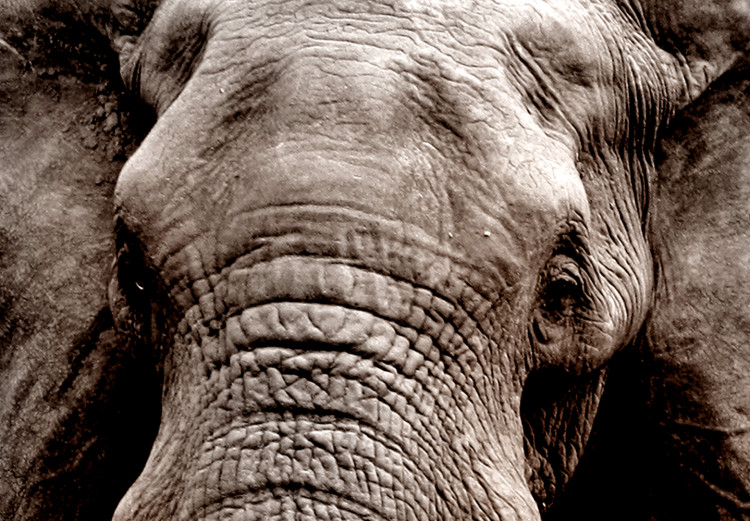 Large canvas print Elephant on the Savannah [Large Format] 150812 additionalImage 4