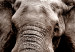 Large canvas print Elephant on the Savannah [Large Format] 150812 additionalThumb 4