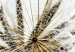 Canvas Print Dandelions waiting for the wind 58612 additionalThumb 5