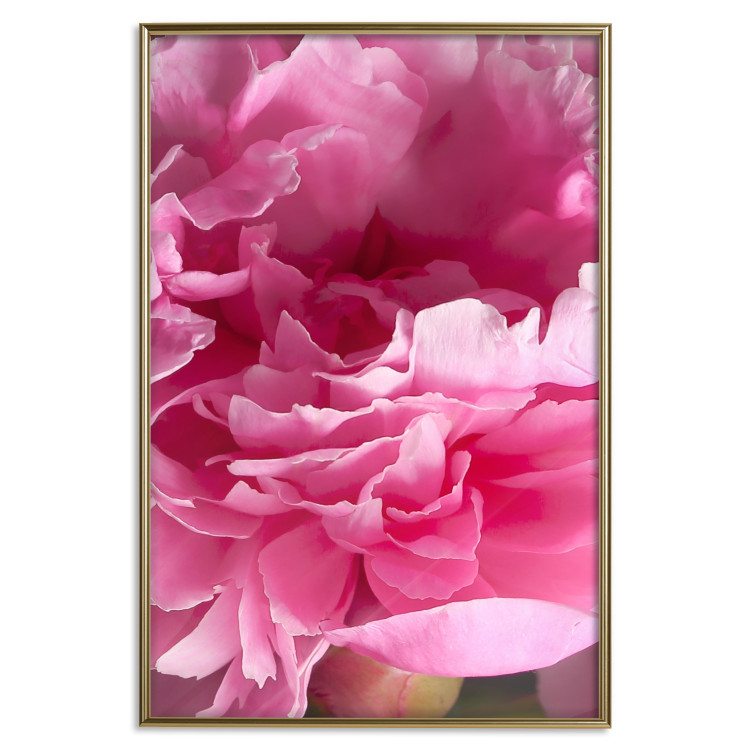 Poster Beautiful Peonies - flower with pink petals on the background of the same flowers 122822 additionalImage 20