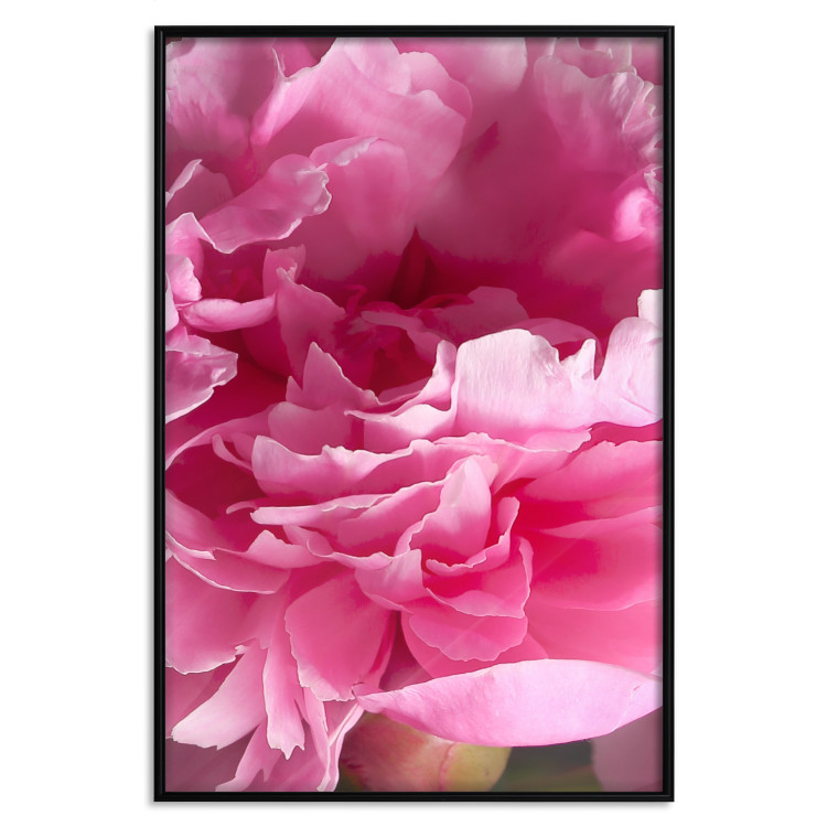 Poster Beautiful Peonies - flower with pink petals on the background of the same flowers 122822 additionalImage 24