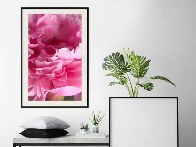 Poster Beautiful Peonies - flower with pink petals on the background of the same flowers 122822 additionalImage 22