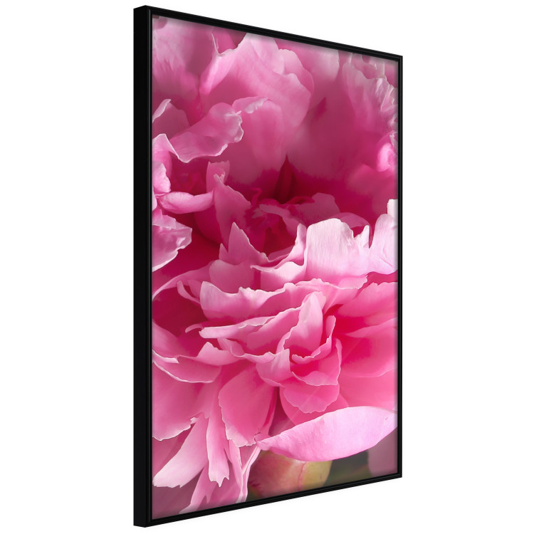 Poster Beautiful Peonies - flower with pink petals on the background of the same flowers 122822 additionalImage 10