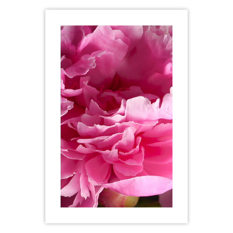 Poster Beautiful Peonies - flower with pink petals on the background of the same flowers 122822 additionalImage 25