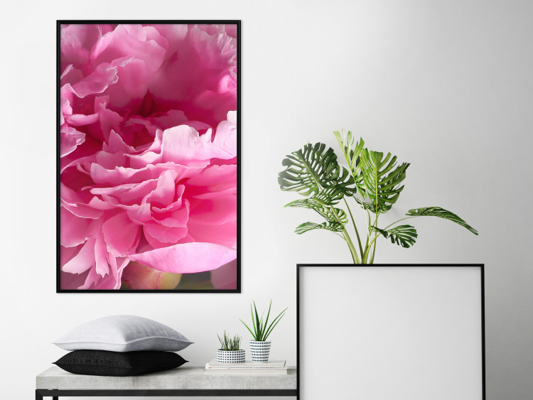 Poster Beautiful Peonies - flower with pink petals on the background of the same flowers 122822 additionalImage 5