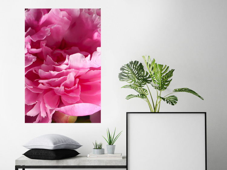 Poster Beautiful Peonies - flower with pink petals on the background of the same flowers 122822 additionalImage 23