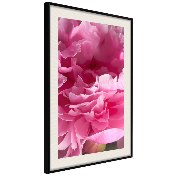 Poster Beautiful Peonies - flower with pink petals on the background of the same flowers 122822 additionalImage 3
