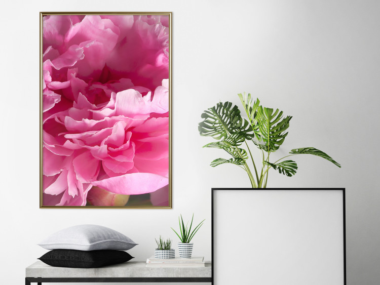 Poster Beautiful Peonies - flower with pink petals on the background of the same flowers 122822 additionalImage 5